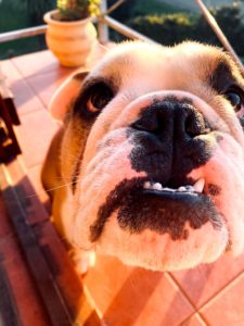 Benefits of a Pet-Friendly Workplace