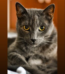 Benefits of a Pet-Friendly Workplace