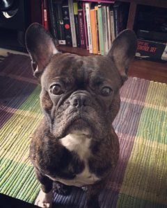 Benefits of a Pet-Friendly Workplace