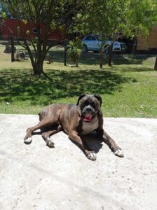 Benefits of a Pet-Friendly Workplace