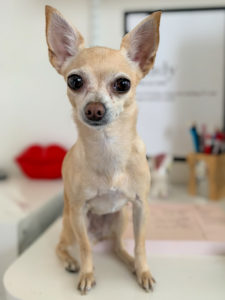 Benefits of a Pet-Friendly Workplace