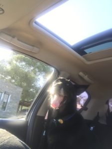 Benefits of a Pet-Friendly Workplace