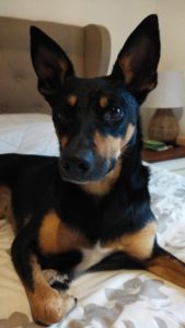 Benefits of a Pet-Friendly Workplace