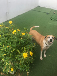 Benefits of a Pet-Friendly Workplace