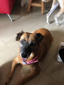 Benefits of a Pet-Friendly Workplace